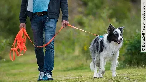 Border Collie an der Schleppleine