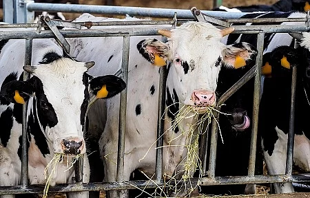 Calf and cow farm