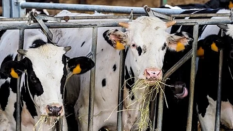 Calf and cow farm