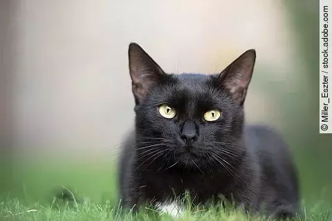 Schwarze Katze liegt im Gras