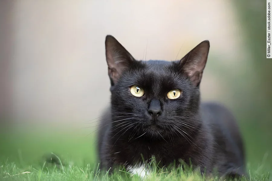 Schwarze Katze liegt im Gras