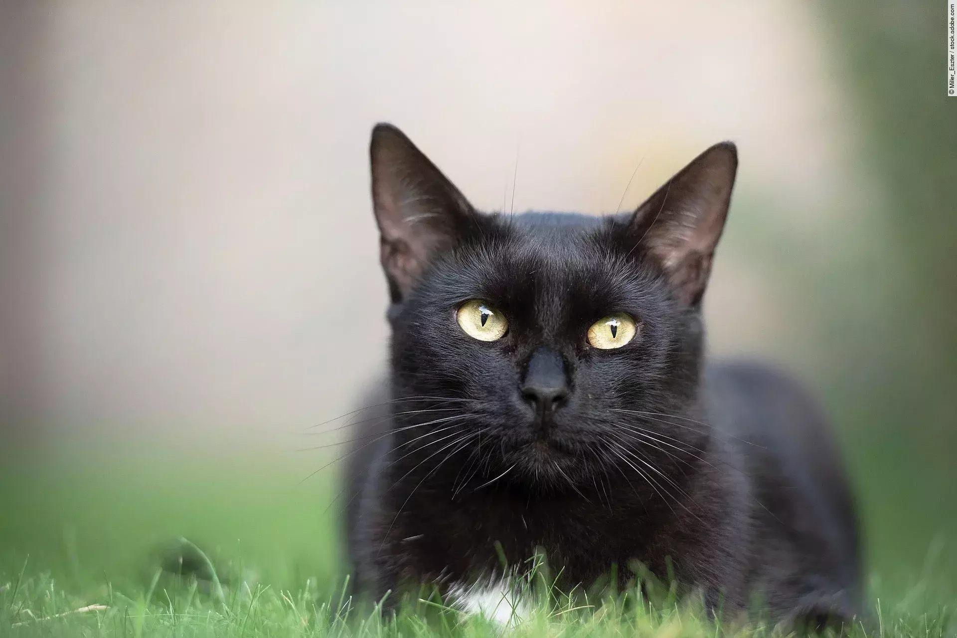 Schwarze Katze liegt im Gras