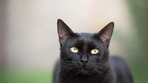 Schwarze Katze liegt im Gras