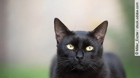 Schwarze Katze liegt im Gras