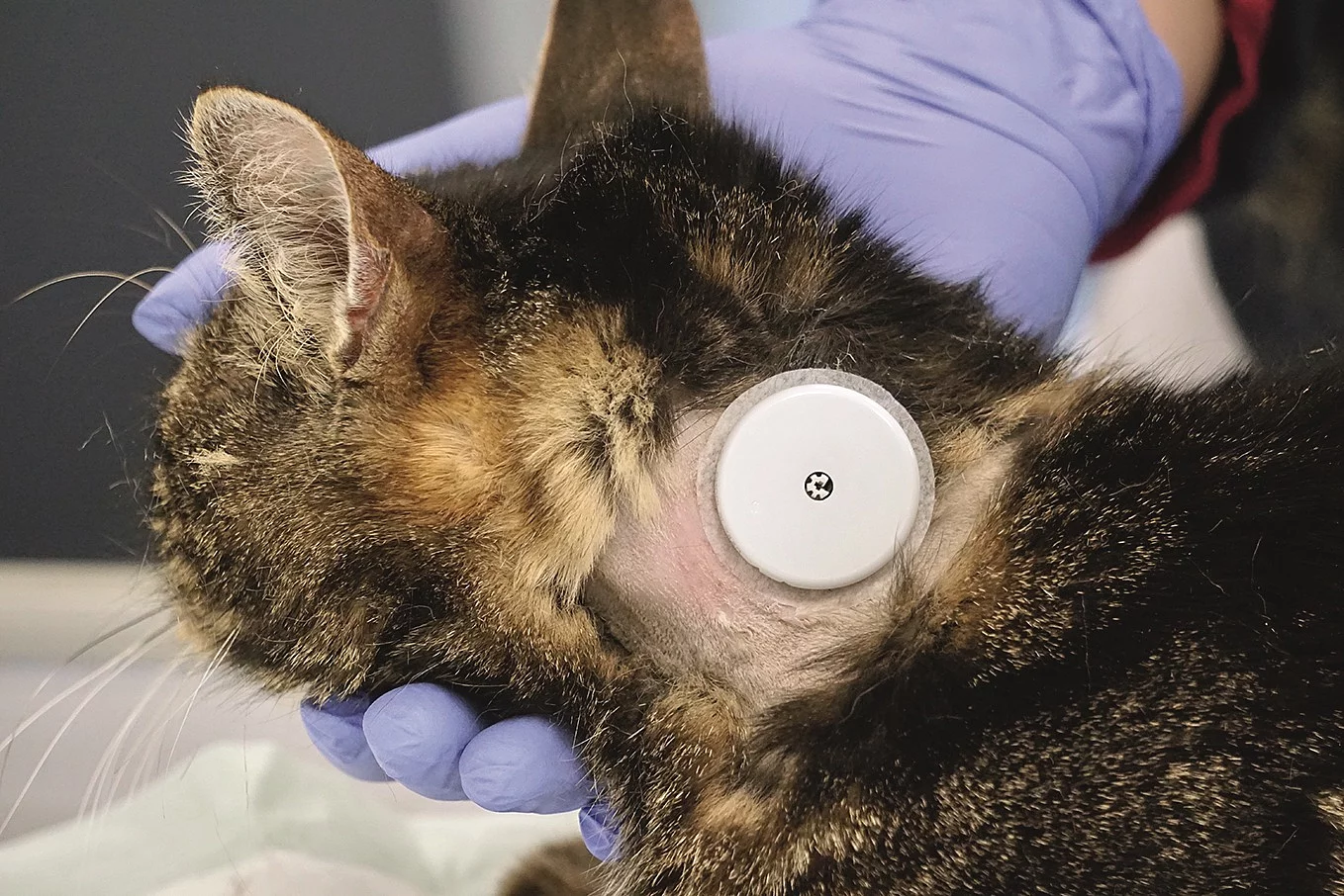 Ein Glucose-Messgerät ist bei einer Katze seitlich am Hals befestigt. Der Bereich des Messgerät ist freigeschoren. Die Katze hat braun-schwarz getigertes Fell. 