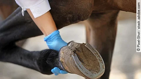 Eine Person hebt den Huf von einem Pferd hoch. Die Person trägt blaue Handschuhe. Das Pferd ist mit einem Hufeisen beschlagen. 