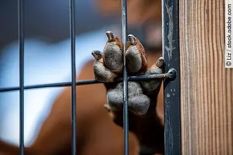 Ein Hund im Tierheim stellt seine Pfote gegen das Gitter seines Tierheim-Zwingers.