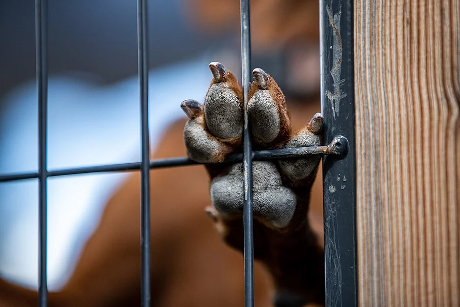 Ein Hund im Tierheim stellt seine Pfote gegen das Gitter seines Tierheim-Zwingers.