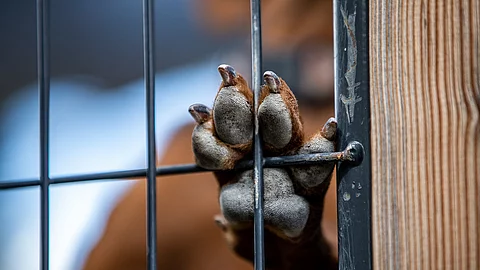 Ein Hund im Tierheim stellt seine Pfote gegen das Gitter seines Tierheim-Zwingers. Ein Hund im Tierheim stellt seine Pfote gegen das Gitter seines Tierheim-Zwingers.