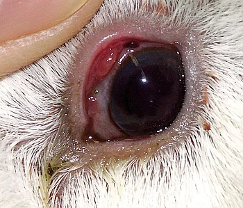 Konjunktivitis Konjunktivitis