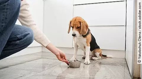 Ein gefleckter Beagle wartet in der hellen, modernen Küche auf das Kommando einer jungen Dame, um zu fressen. Stockfoto