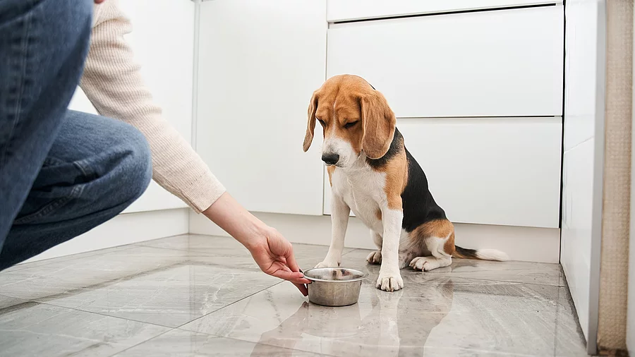 Hund wartet auf Befehl zum Fressen Ein gefleckter Beagle wartet in der hellen, modernen Küche auf das Kommando einer jungen Dame, um zu fressen. Stockfoto