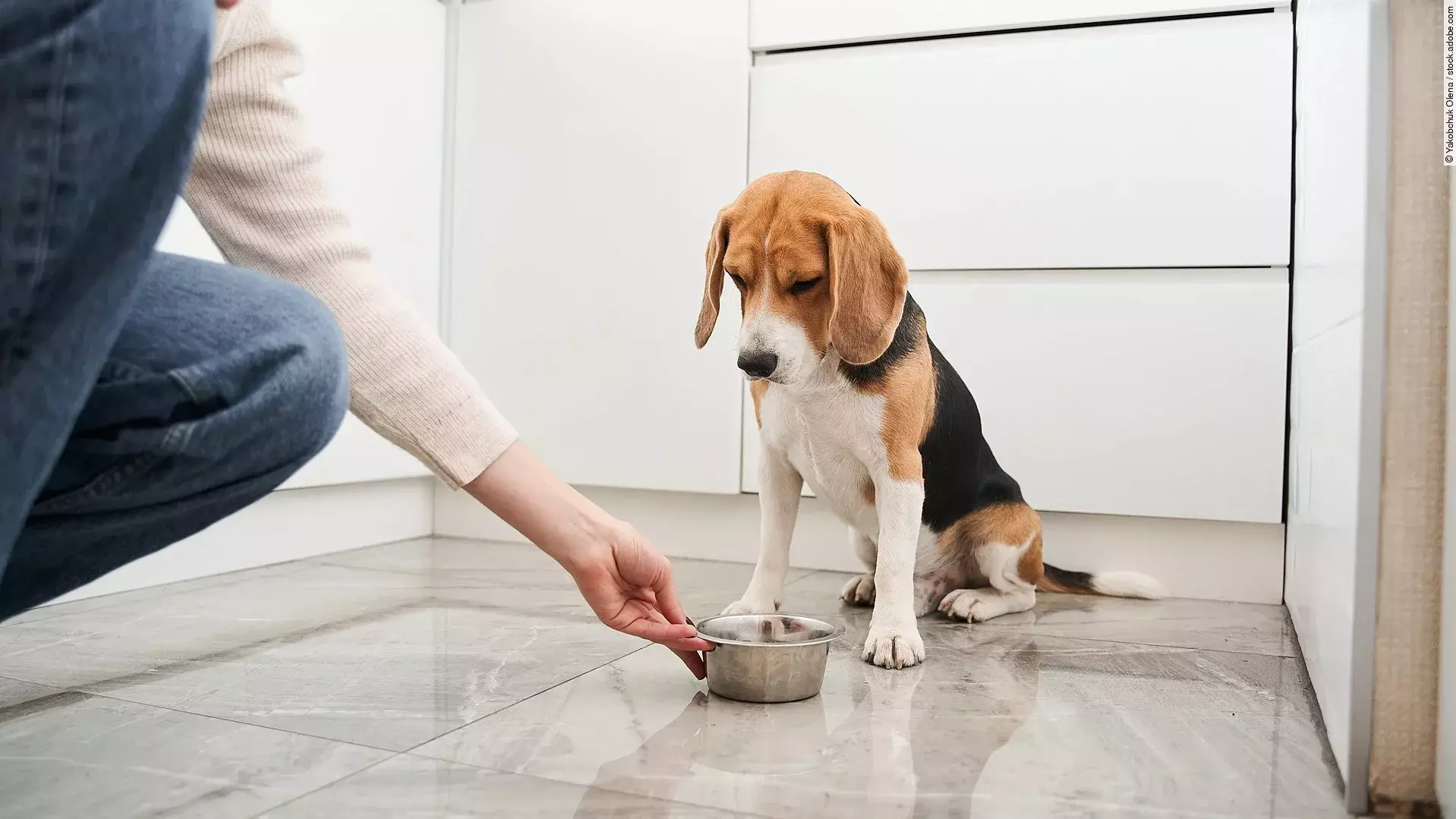 Ein gefleckter Beagle wartet in der hellen, modernen Küche auf das Kommando einer jungen Dame, um zu fressen. Stockfoto
