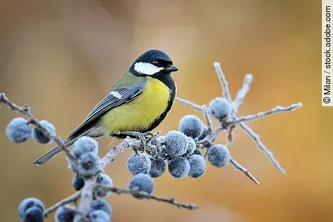 Eine Kohlmeise sitzt auf einem Ast. An dem Ast hängen gefrorene Blaubeeren. Die Kohlmeise hat eine gelbe Brust und blaues Gefieder an den Flügeln. 