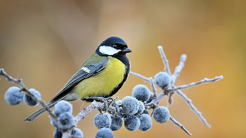 Eine Kohlmeise sitzt auf einem Ast. An dem Ast hängen gefrorene Blaubeeren. Die Kohlmeise hat eine gelbe Brust und blaues Gefieder an den Flügeln. 