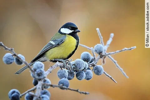 Eine Kohlmeise sitzt auf einem Ast. An dem Ast hängen gefrorene Blaubeeren. Die Kohlmeise hat eine gelbe Brust und blaues Gefieder an den Flügeln. 
