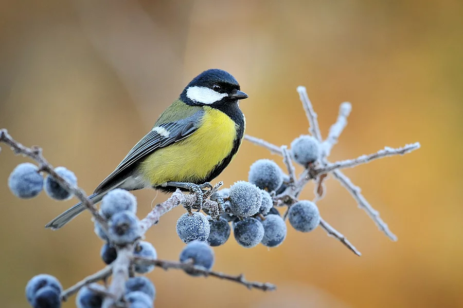 Eine Kohlmeise sitzt auf einem Ast. An dem Ast hängen gefrorene Blaubeeren. Die Kohlmeise hat eine gelbe Brust und blaues Gefieder an den Flügeln. 