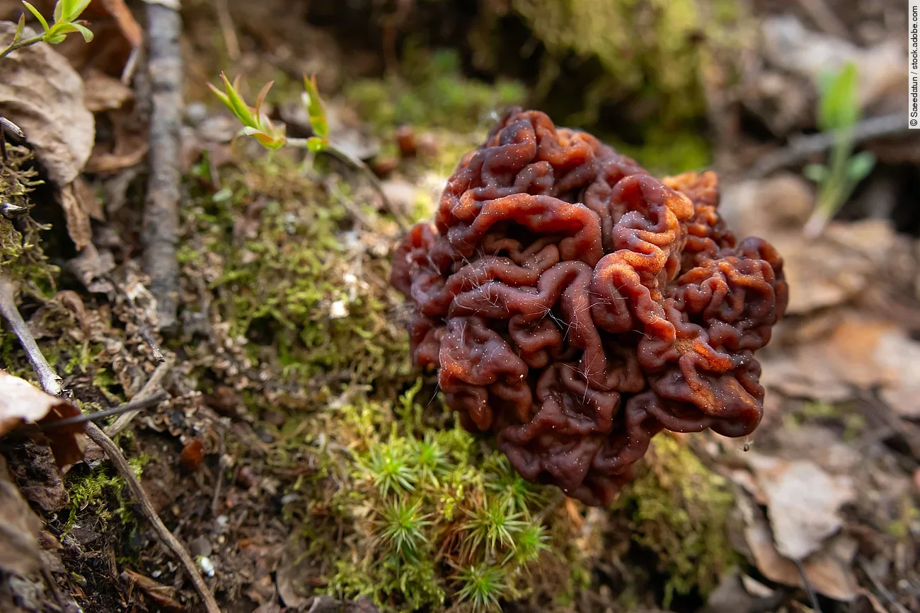 Die Struktur des Pilzes Gyromitra esculenta erinnert an ein Gehirn.