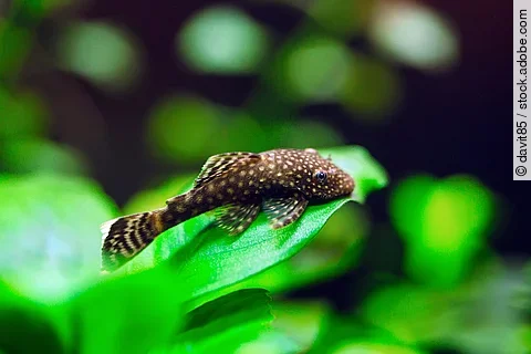Fish Ancistrus Ancistrus dolichopterus in a home freshwater aquarium.