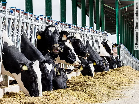 Kühe stehen in einem Stall und haben Futter vor sich liegen.