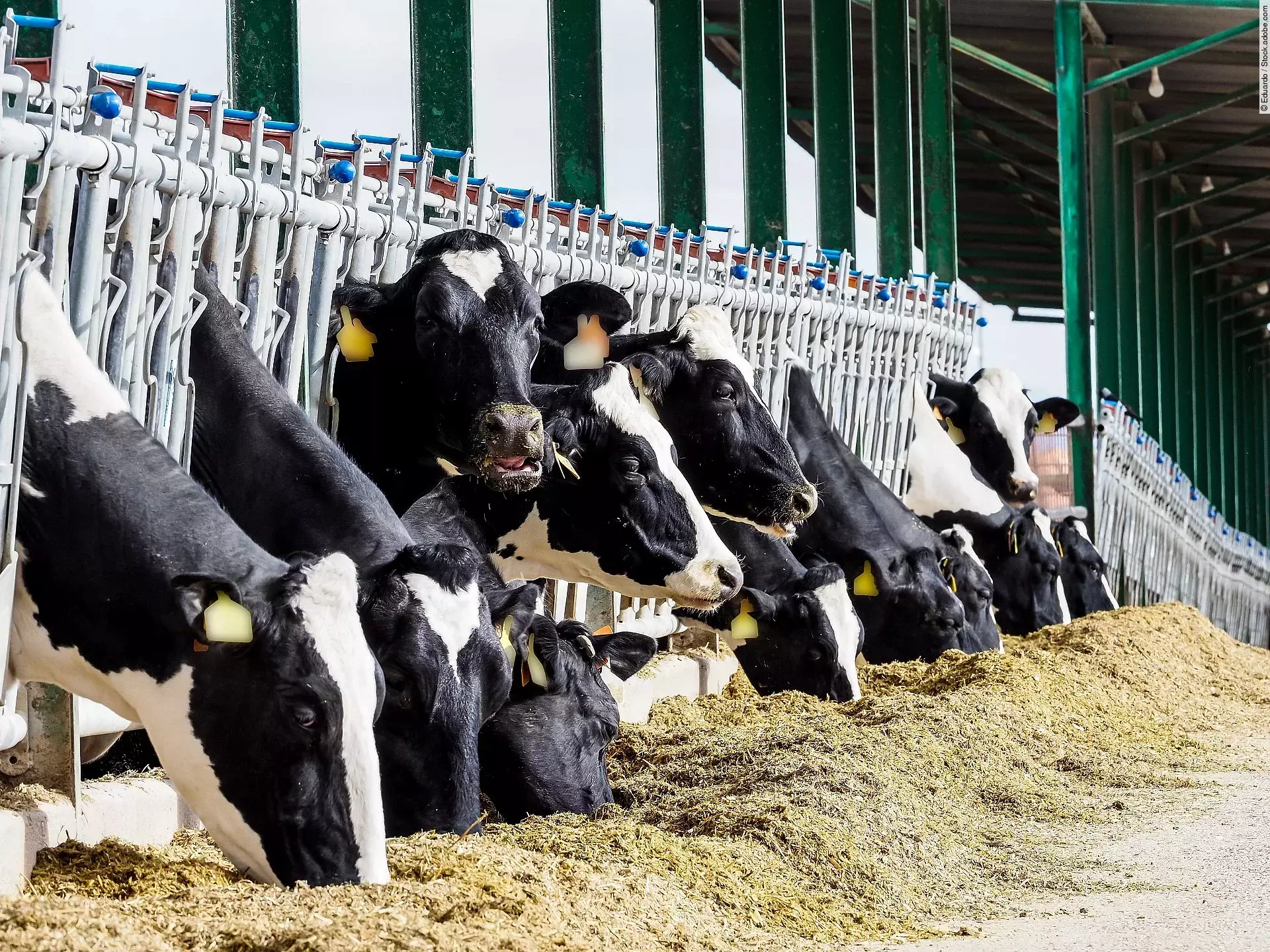 Kühe stehen in einem Stall und haben Futter vor sich liegen.