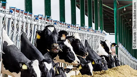 Calf and cow farm Kühe stehen in einem Stall und haben Futter vor sich liegen.