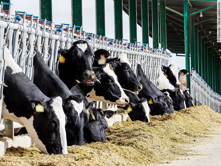 Kühe stehen in einem Stall und haben Futter vor sich liegen.