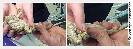 Eine Bartagame wird fixiert, um ihr fachgerecht Blut an der Schwanzvene abzunehmen. 