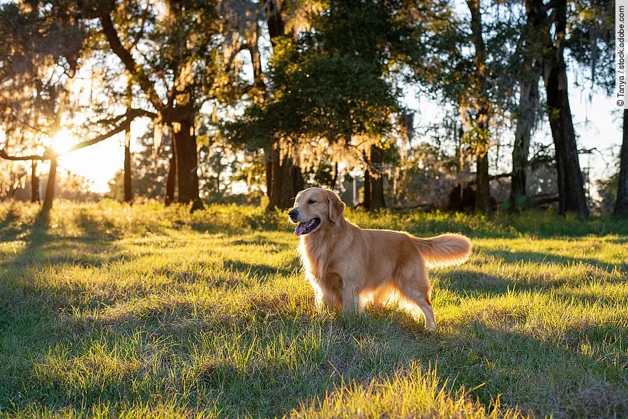 Ein Golden Retriever steht auf einer Wiese. Im Hintergrund stehen Bäume. Durch Die Bäume strahlen Sonnenstrahlen hindurch. Der Hund hechelt und schaut in die Ferne. 