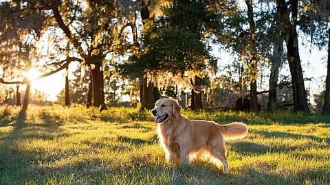 Ein Golden Retriever steht auf einer Wiese. Im Hintergrund stehen Bäume. Durch Die Bäume strahlen Sonnenstrahlen hindurch. Der Hund hechelt und schaut in die Ferne. 