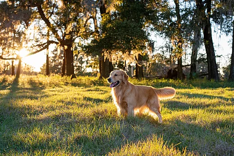 Ein Golden Retriever steht auf einer Wiese. Im Hintergrund stehen Bäume. Durch Die Bäume strahlen Sonnenstrahlen hindurch. Der Hund hechelt und schaut in die Ferne. 