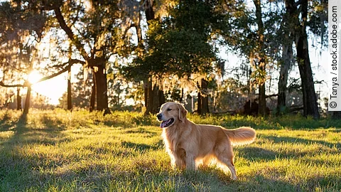 Golden Retriever auf einer Wiese Ein Golden Retriever steht auf einer Wiese. Im Hintergrund stehen Bäume. Durch Die Bäume strahlen Sonnenstrahlen hindurch. Der Hund hechelt und schaut in die Ferne.