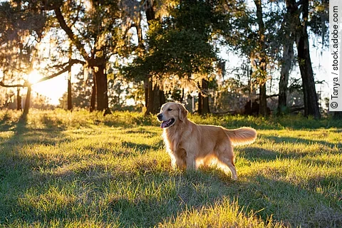 Ein Golden Retriever steht auf einer Wiese. Im Hintergrund stehen Bäume. Durch Die Bäume strahlen Sonnenstrahlen hindurch. Der Hund hechelt und schaut in die Ferne. 