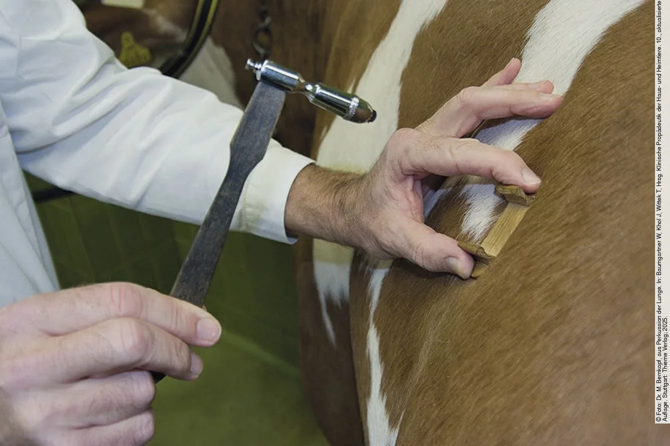 Hammer-Plessimeter-Perkussion