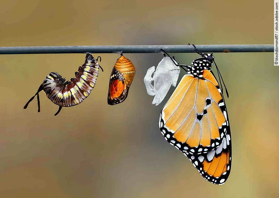 Die Metamorphose einer Raupe: An einem Ast hängen alle Entwicklungsstadien einer Raupe bis hin zum orangenen, hübschen Schmetterling.