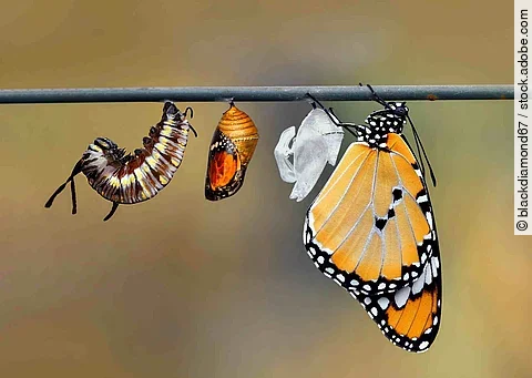 Die Metamorphose einer Raupe: An einem Ast hängen alle Entwicklungsstadien einer Raupe bis hin zum orangenen, hübschen Schmetterling.