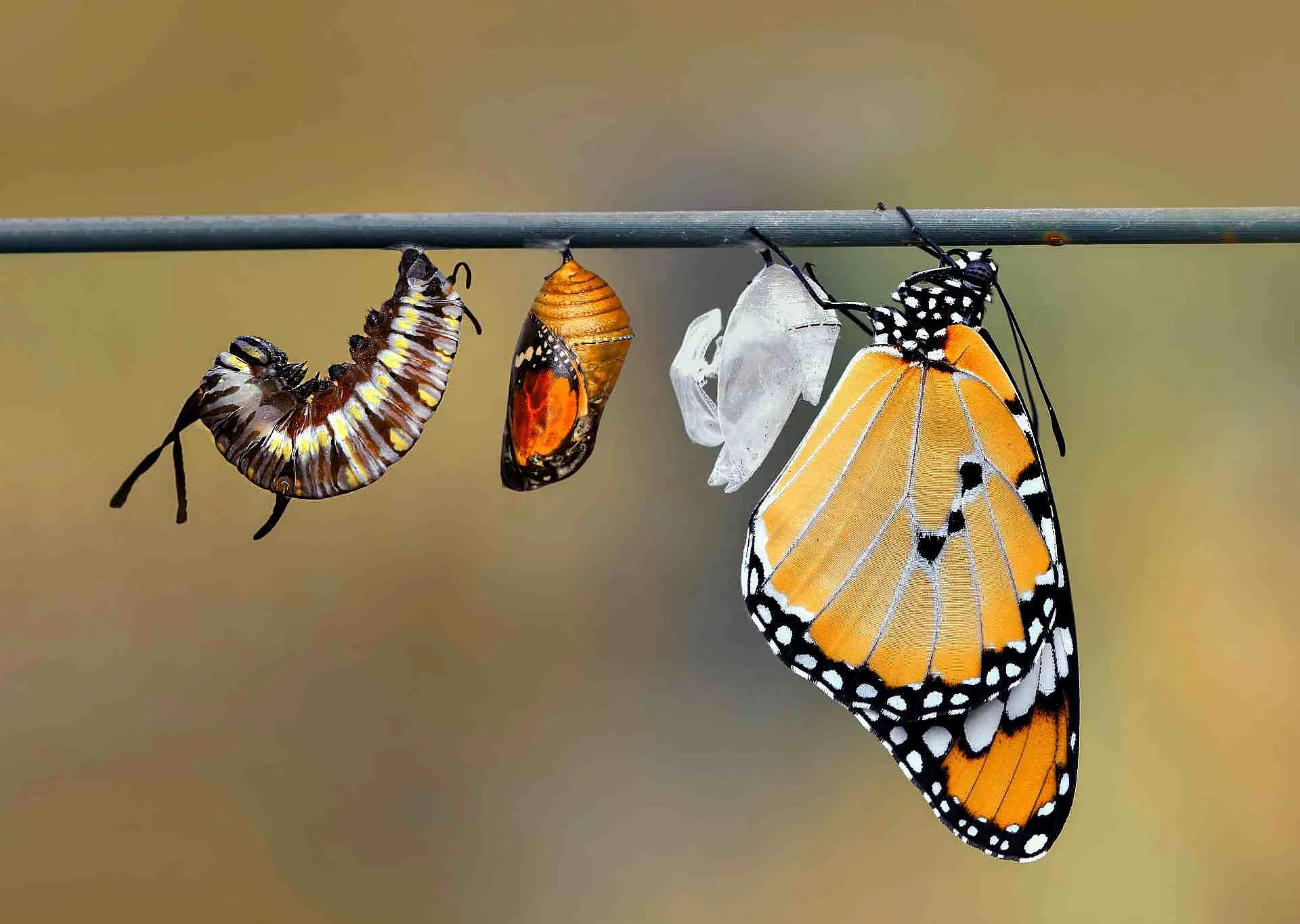 Die Metamorphose einer Raupe: An einem Ast hängen alle Entwicklungsstadien einer Raupe bis hin zum orangenen, hübschen Schmetterling.