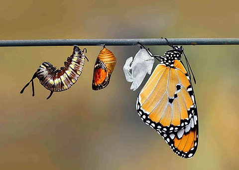 Die Metamorphose einer Raupe: An einem Ast hängen alle Entwicklungsstadien einer Raupe bis hin zum orangenen, hübschen Schmetterling.