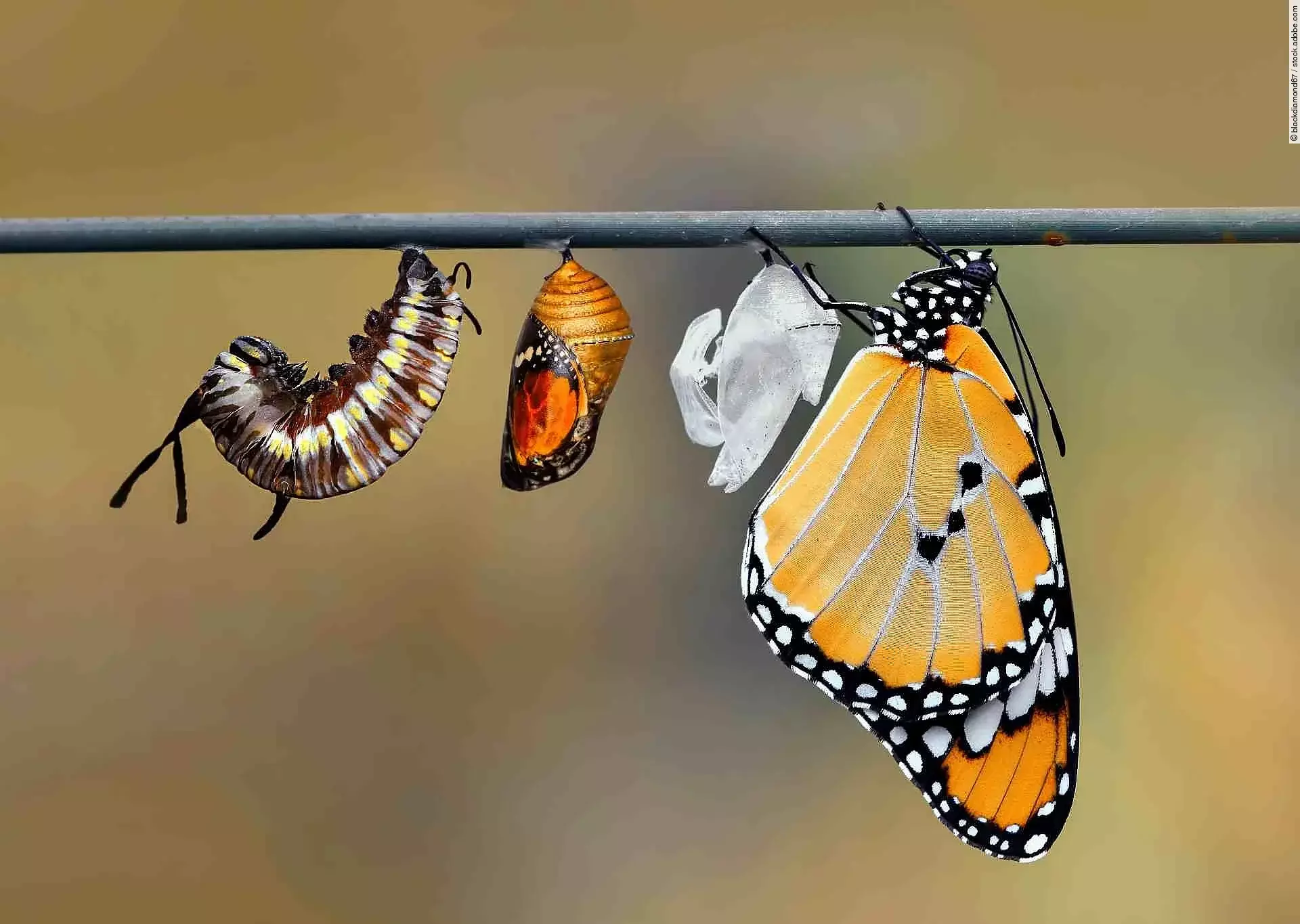Die Metamorphose einer Raupe: An einem Ast hängen alle Entwicklungsstadien einer Raupe bis hin zum orangenen, hübschen Schmetterling.
