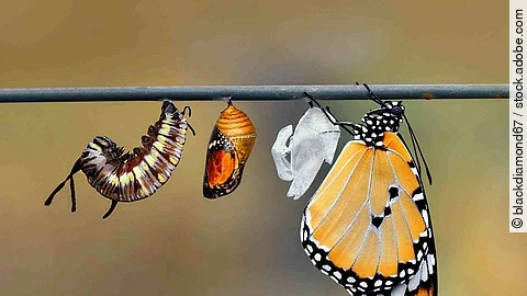 Die Metamorphose einer Raupe: An einem Ast hängen alle Entwicklungsstadien einer Raupe bis hin zum orangenen, hübschen Schmetterling.