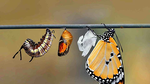 Die Metamorphose einer Raupe: An einem Ast hängen alle Entwicklungsstadien einer Raupe bis hin zum orangenen, hübschen Schmetterling. Die Metamorphose einer Raupe: An einem Ast hängen alle Entwicklungsstadien einer Raupe bis hin zum orangenen, hübschen Schmetterling.