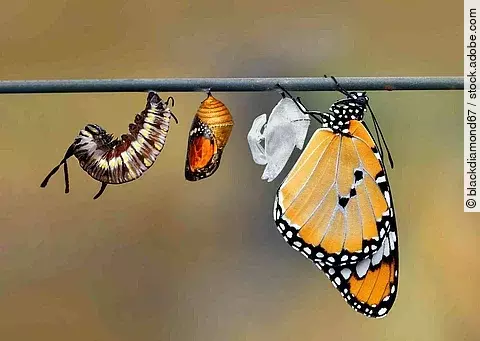 Die Metamorphose einer Raupe: An einem Ast hängen alle Entwicklungsstadien einer Raupe bis hin zum orangenen, hübschen Schmetterling.