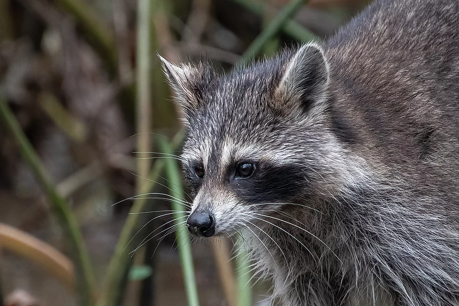 Ein grau-schwarzer plüschiger Waschbäre streift durch das hohe Gras.