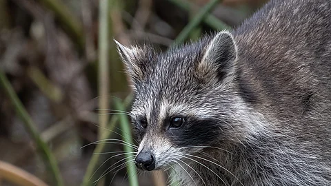 Ein grau-schwarzer plüschiger Waschbäre streift durch das hohe Gras.