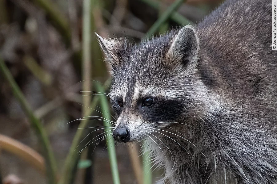Ein grau-schwarzer plüschiger Waschbäre streift durch das hohe Gras.
