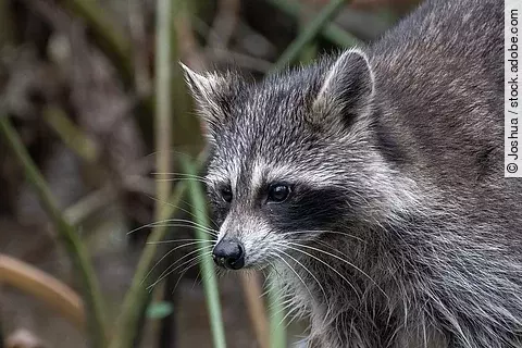 Ein grau-schwarzer plüschiger Waschbäre streift durch das hohe Gras.