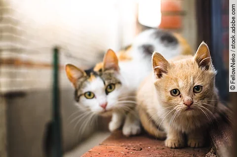 Ein kleines rotes Kitten sitzt neben seiner Mutter auf der Fensterbank und schaut unsicher in die Kamera.