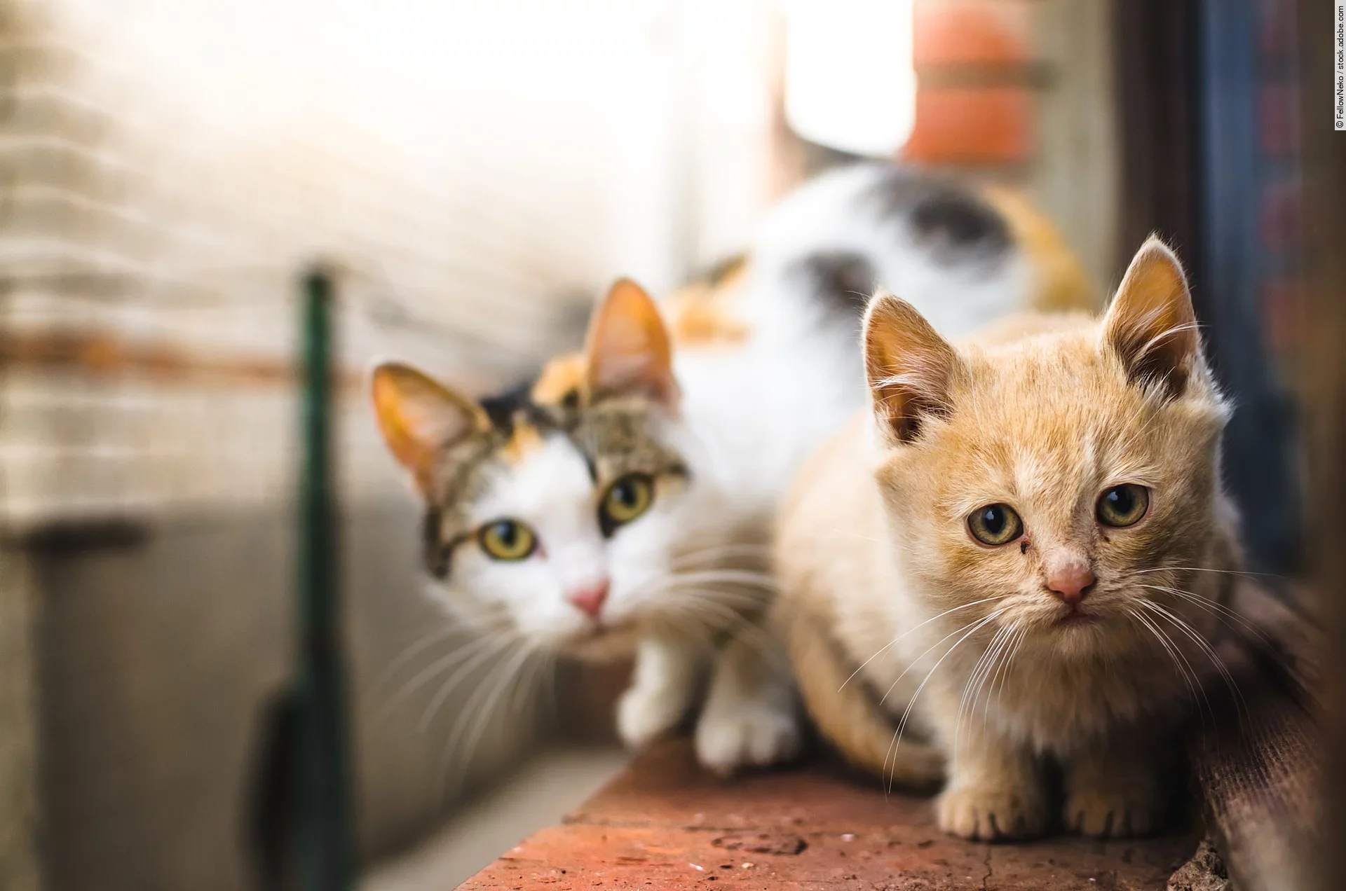 Ein kleines rotes Kitten sitzt neben seiner Mutter auf der Fensterbank und schaut unsicher in die Kamera.