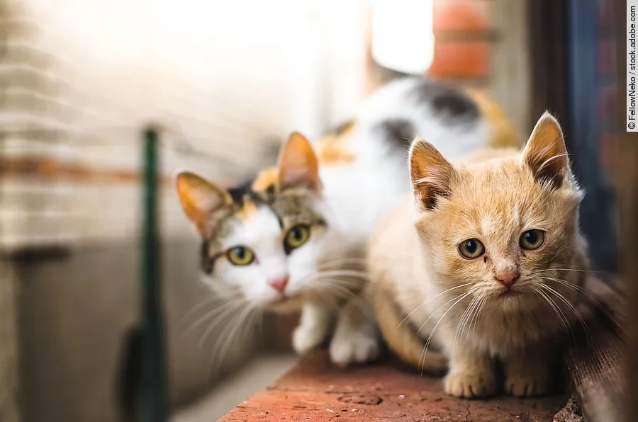 Ein kleines rotes Kitten sitzt neben seiner Mutter auf der Fensterbank und schaut unsicher in die Kamera.