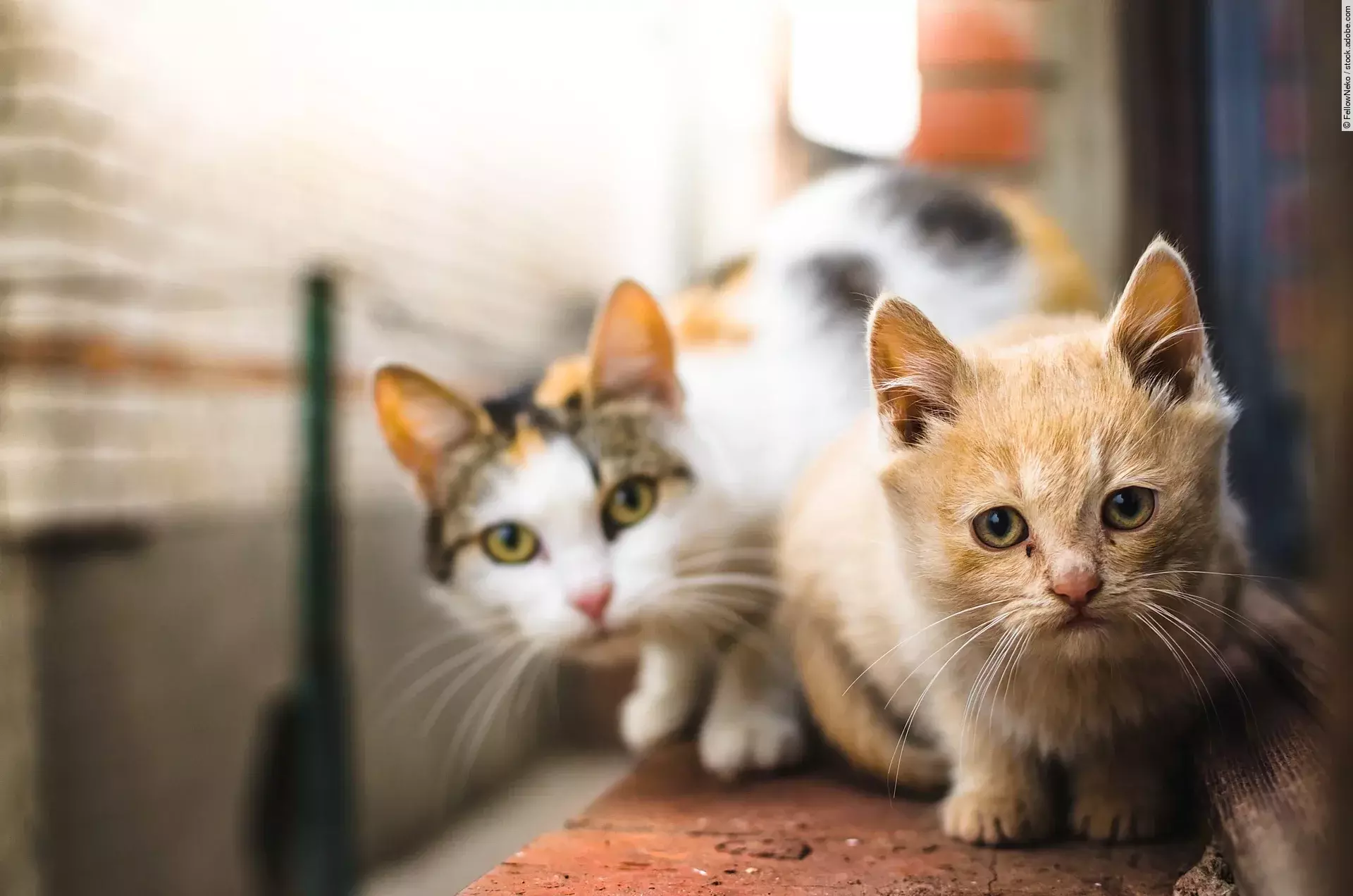 Ein kleines rotes Kitten sitzt neben seiner Mutter auf der Fensterbank und schaut unsicher in die Kamera.